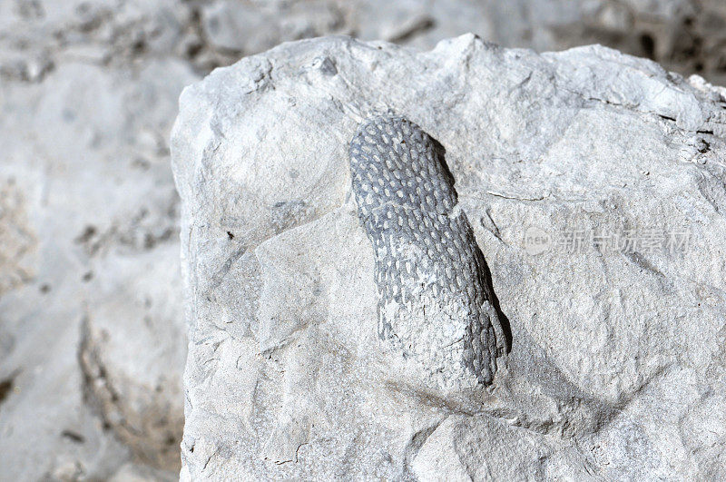 白垩采石场的海绵化石