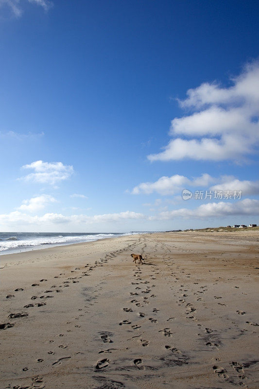 海滩上的孤独狗
