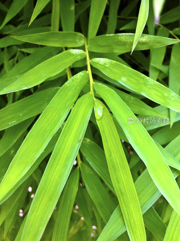 新加坡,热带植物。