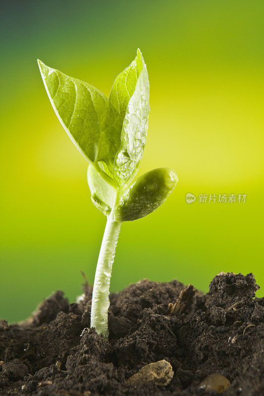 新的种子植物从土壤中发芽