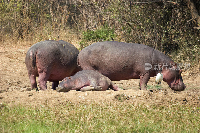 Hippo-family