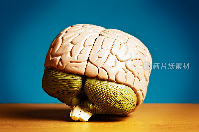 人脑模型显示小脑，延髓和干