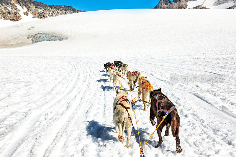 在雪中奔跑的一群拉雪橇的狗