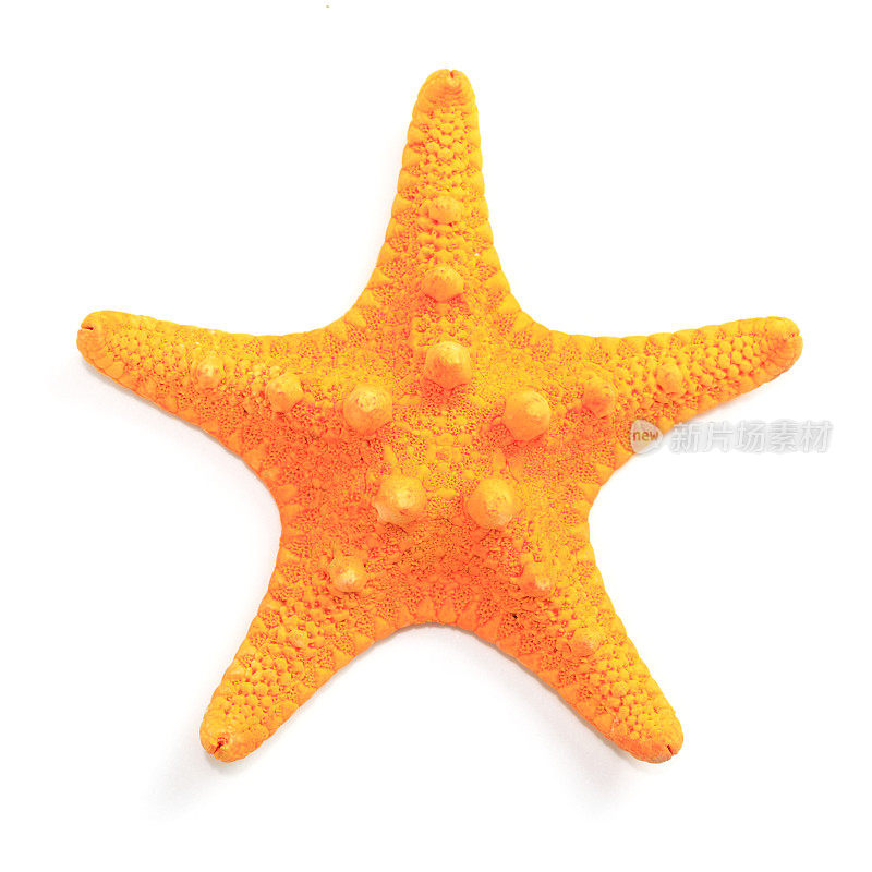 橙色的海星