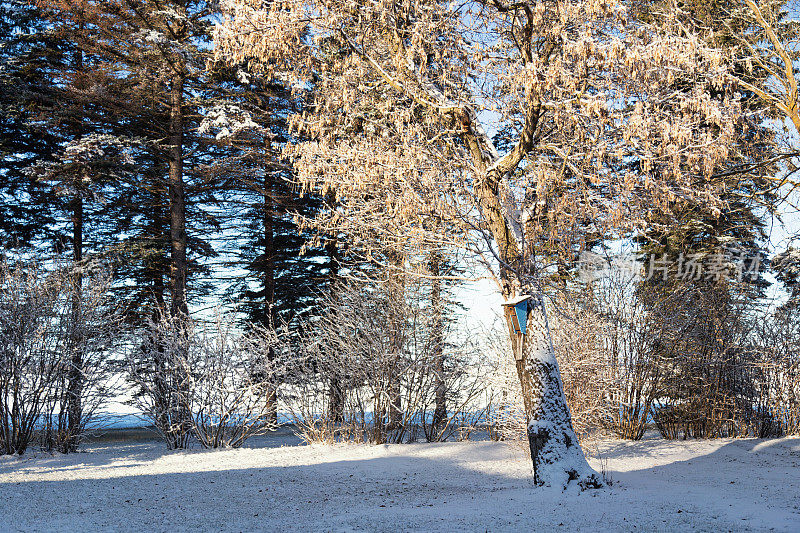白雪覆盖的树上的蓝鸟屋