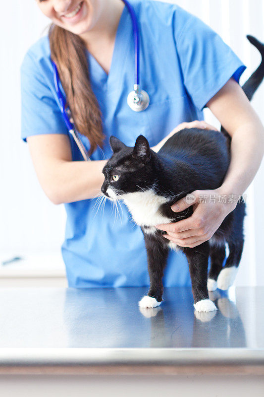 兽医与猫在兽医动物宠物诊所医院