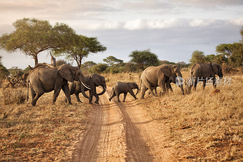 黎明时分，非洲大象家族