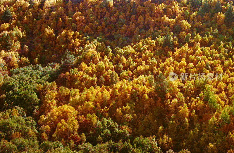 斯瓦内提的梅斯蒂亚郊外的秋天森林