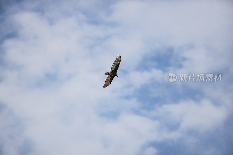 土耳其秃鹰