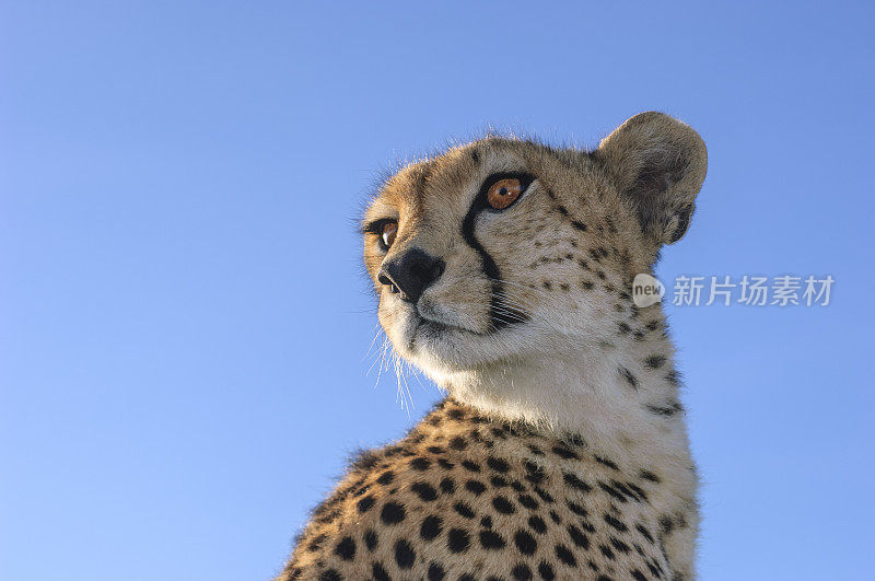 野生猎豹坐在Safari车顶的特写