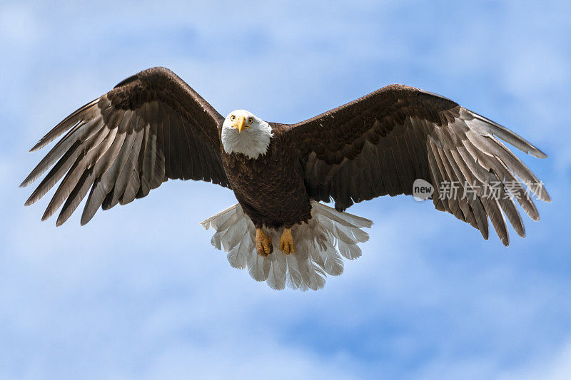 美国国家象征，在晴天展翅的被天空隔离的秃鹰