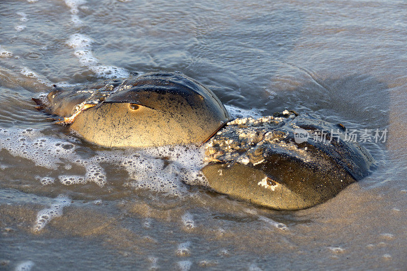 马蹄蟹近距离屠杀海滩特拉华湾海浪