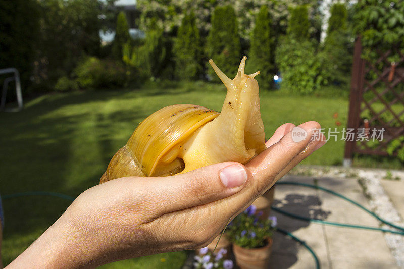 花园里的大蜗牛
