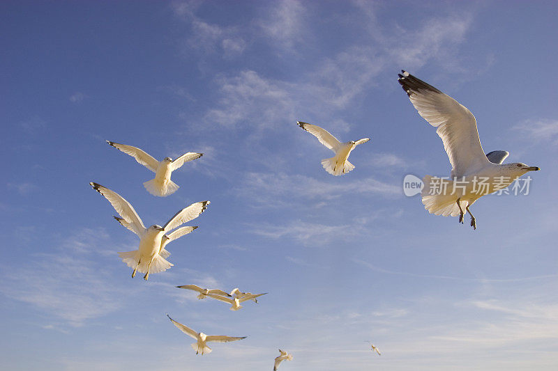 日落天空中的海鸥