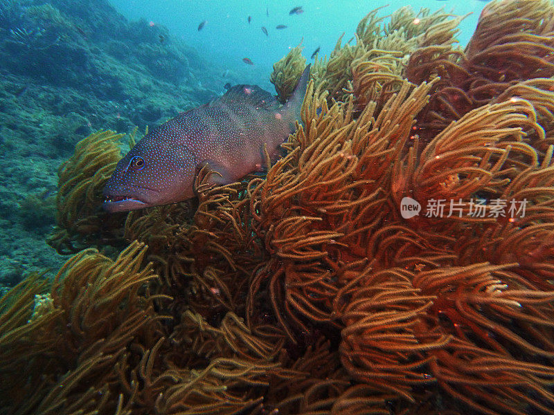 阅读隐藏在大堡礁软珊瑚中的海鲈鱼