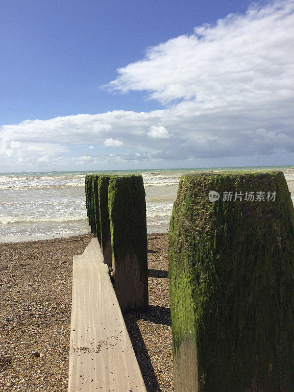 海滩上的浮木景观