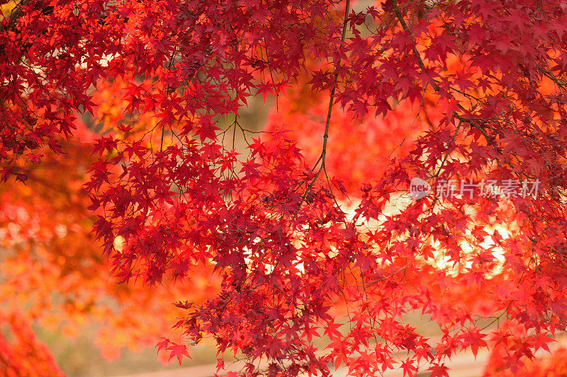生机勃勃的日本秋枫叶景观与模糊的背景
