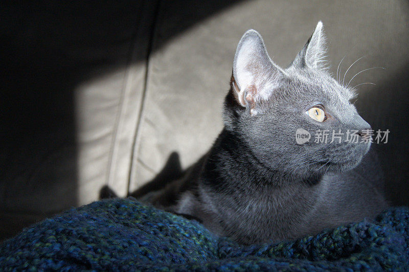 阳光下，年轻的俄罗斯蓝猫坐在编织毯子上