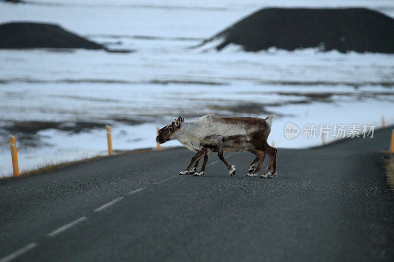 驯鹿Caribou,冰岛
