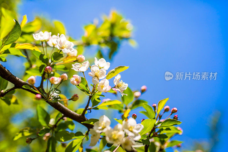 特写的粉红色中国开花海棠花