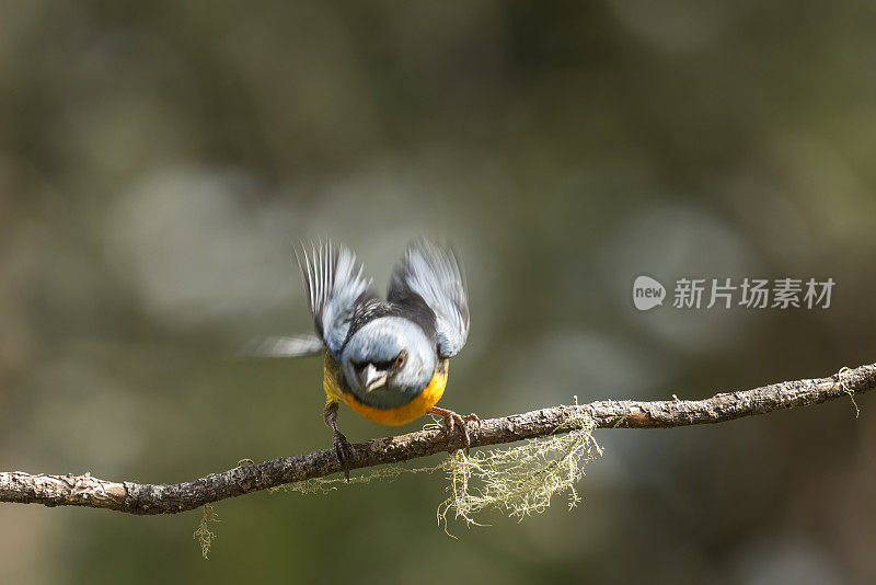 蓝黄唐纳雀(鲣)