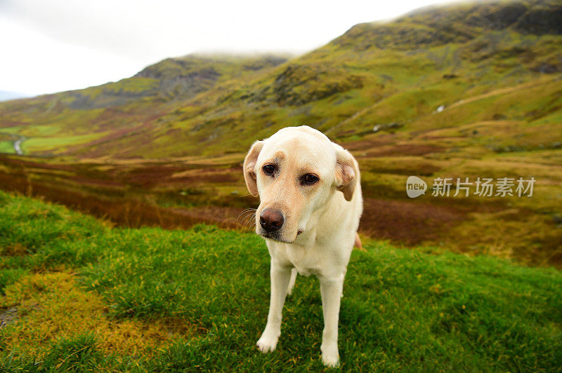 英国湖区的拉布拉多寻回犬