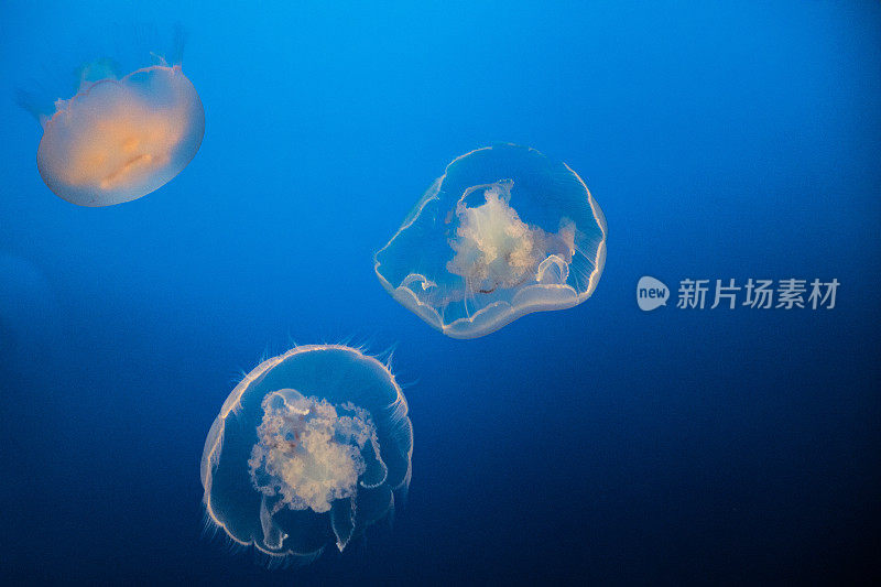 水母在深蓝色的海里游泳