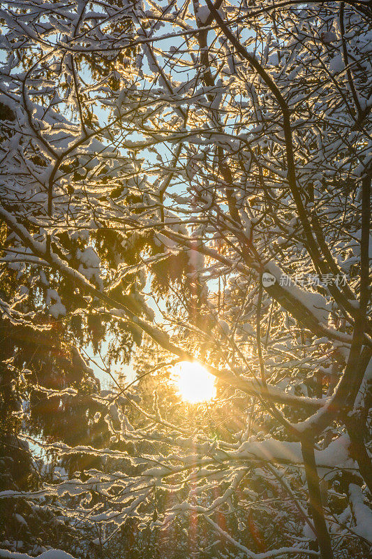 寒冷下雪天的明媚阳光