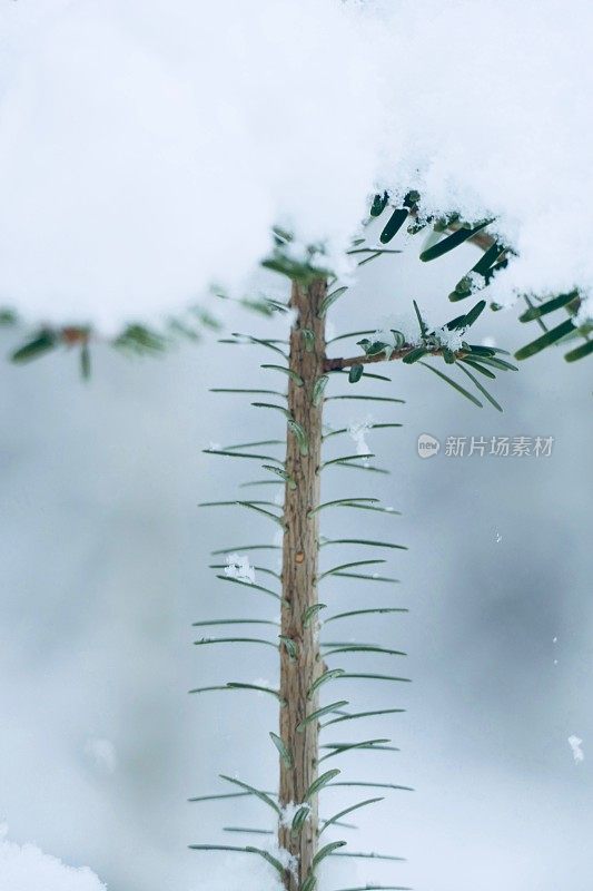 在欧洲阿尔卑斯山脉，冰雪覆盖的冬季景观和森林