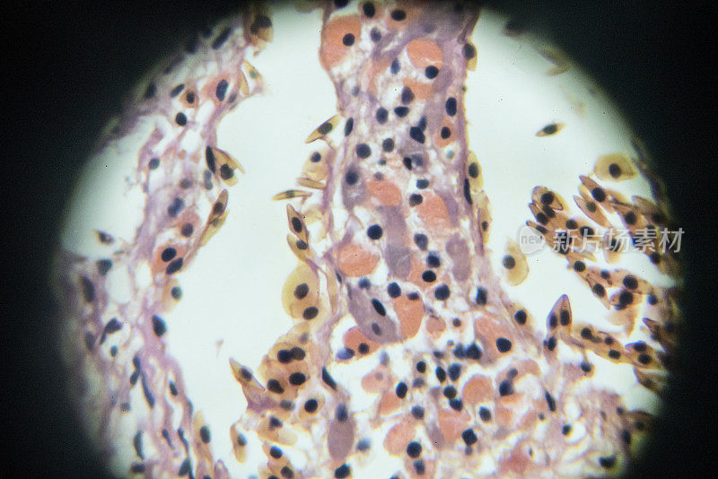 显微镜下单层立方上皮