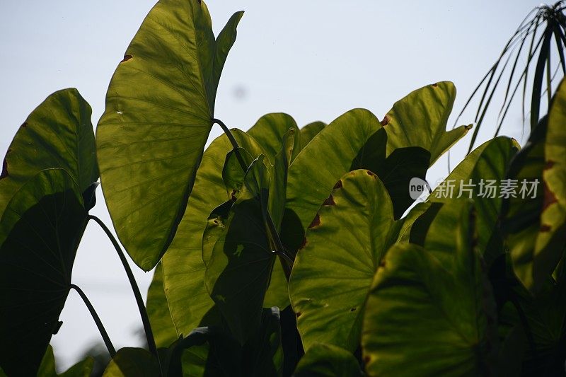 水生植物