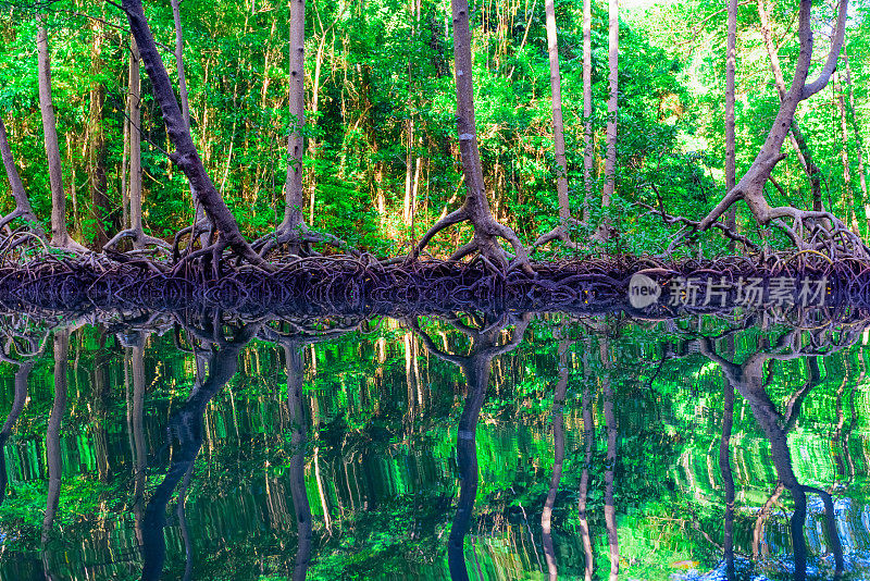 红树林的绿树倒映在水中