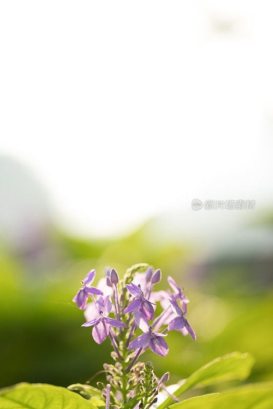 紫茉莉(西印度茉莉花)是茜草科开花植物的一个属。它是Ixoreae族中唯一的属。西印度茉莉花与阳光和自然背景。本空间