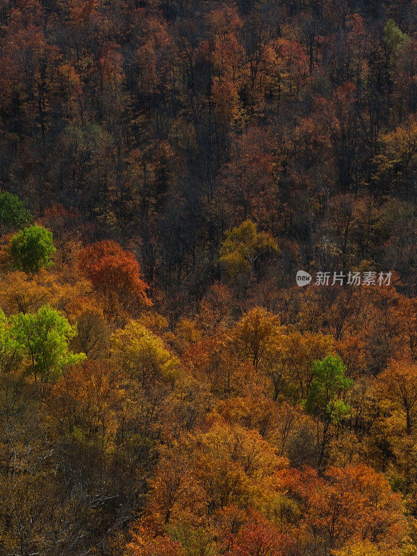 阿迪朗达克荒野秋叶颜色背景复制空间