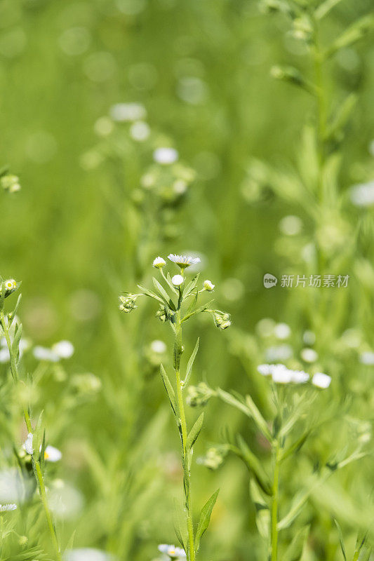 小白雏菊野花