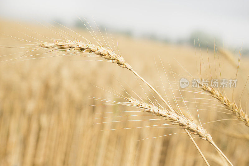夏季小麦