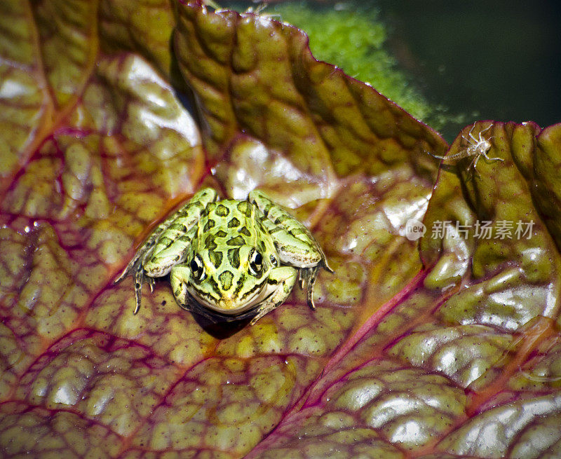 北方豹蛙，在睡莲叶上