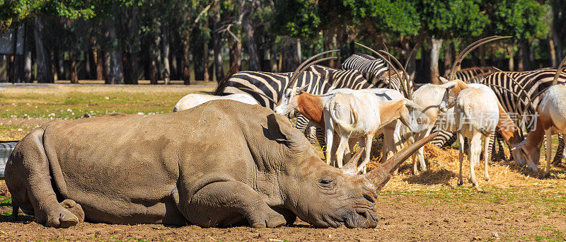 巨大的犀牛躺在地上