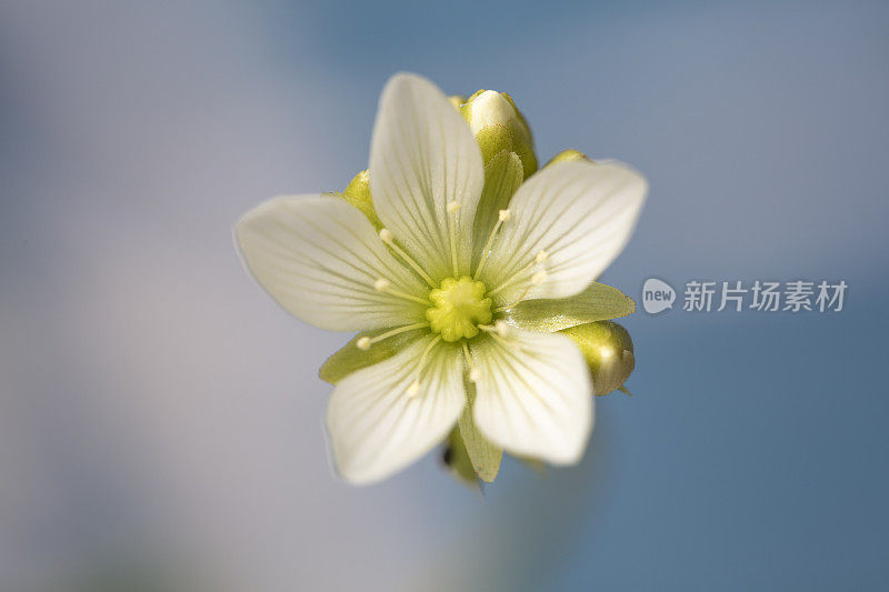捕蝇草的一种白色小花
