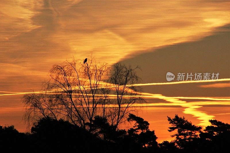 乌鸦在轮廓