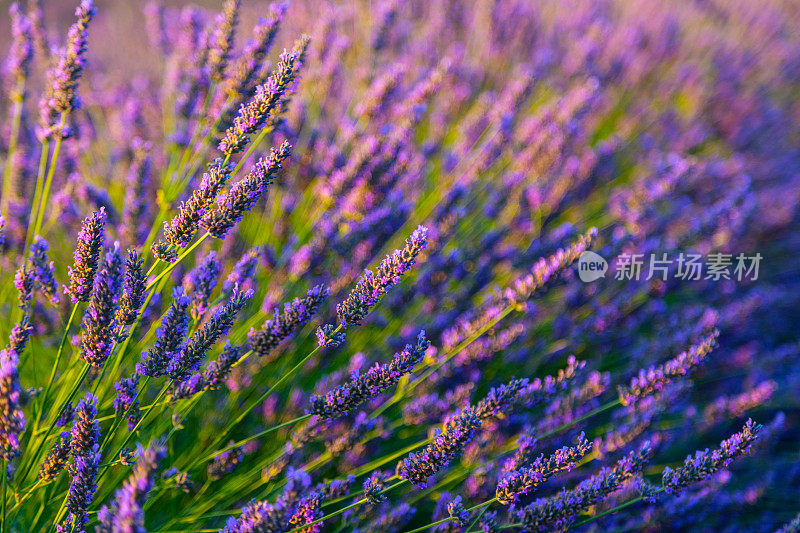 盛开的紫薰衣草