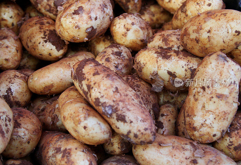 新鲜采摘的土豆