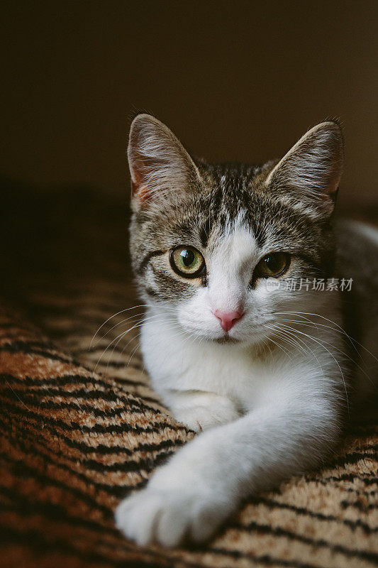 可爱的小白猫躺在毛茸茸的老虎毯子上
