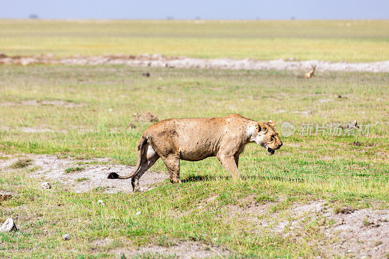 野生非洲狮在萨凡纳