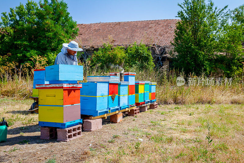 养蜂人、养蜂人正在收获蜂蜜，佳酿
