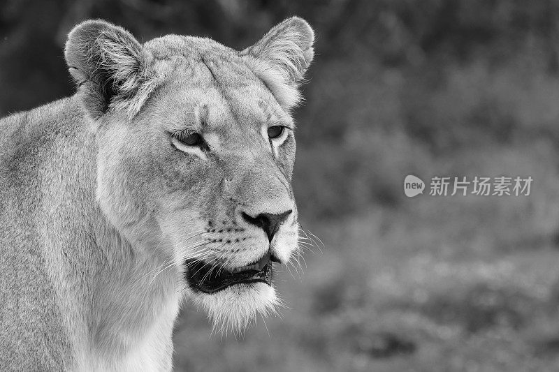 一个近距离的肖像拍摄的狮子(狮子)在野外。这是一张黑白图像