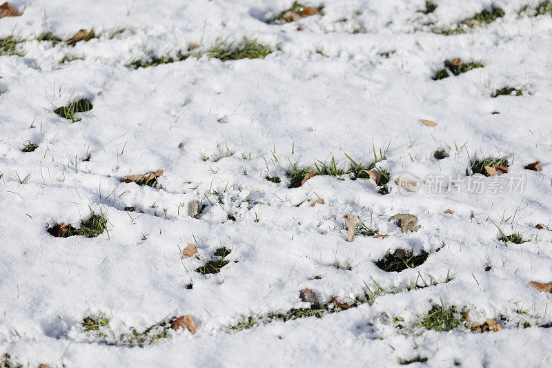 绿叶下的草雪