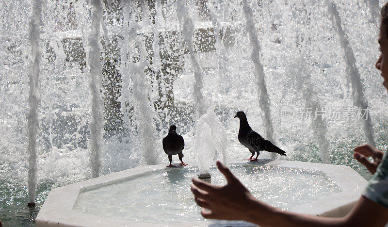 喷泉边的城市鸽子
