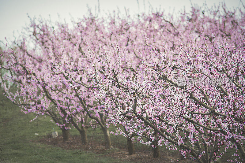 在西班牙加泰罗尼亚的艾托纳莱达种植开花的桃树