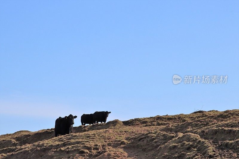 沙丘和海滩附近泥泞的田地里的肉牛